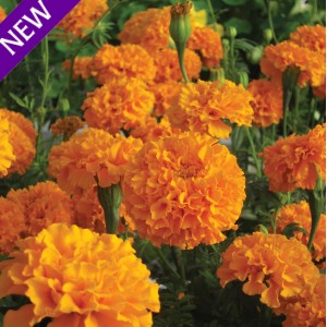 Tagetes erecta 'Savannah Sun' 